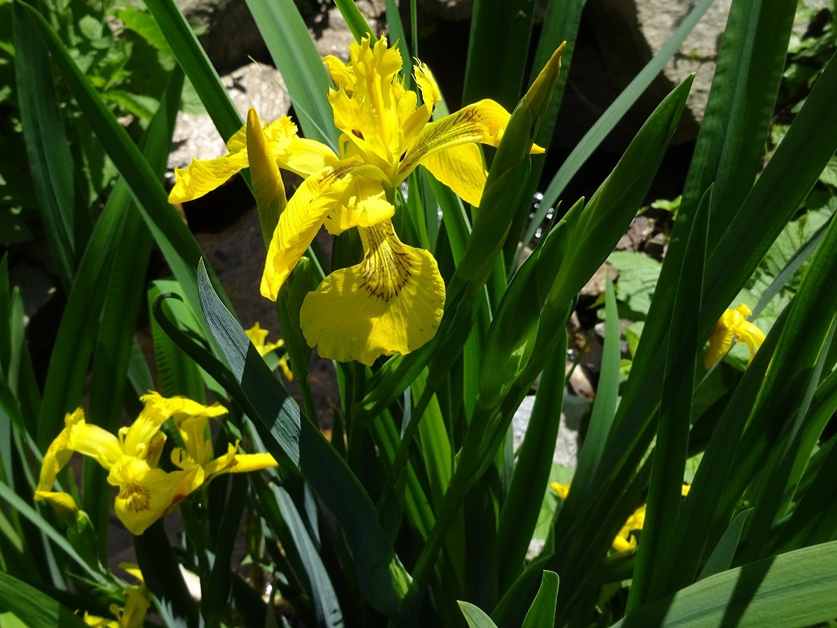 Iris pseudacorus (Iridaceae)